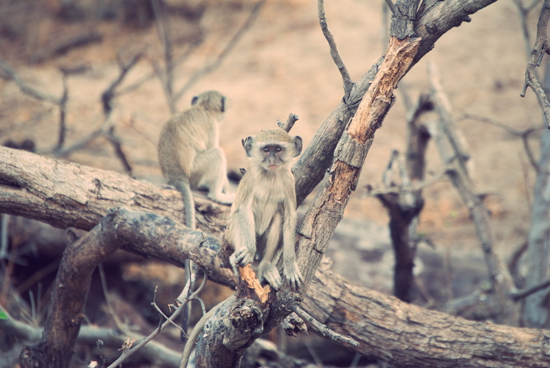 animals in the wild, outdoors, leopard, bird, log, tree trunk, young animal, vertebrate, wildlife, trunk, meerkat, snow leopard, monkey, animal themes