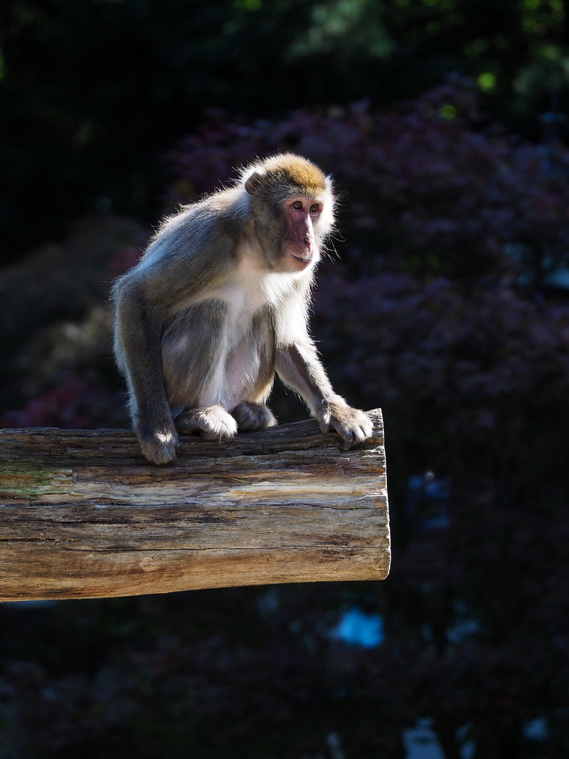 day, full length, meerkat, wood, animals in the wild, sitting, antelope, money, tree, animal, insect, 2K, rubble, wildlife, mammal, bird, vulture, baboon