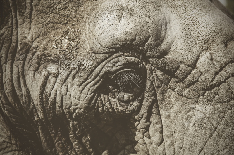 photography, elephants, outdoors, bison, animal head, textured, animal eye, alligator, lion, close-up, wrinkled, full frame, animal skin, wildlife, amphibian