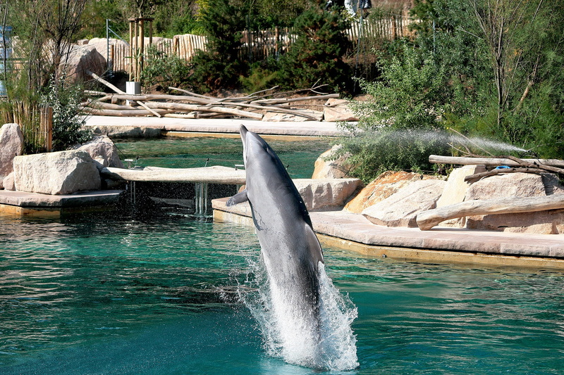 one animal, 1080P, hippos, park, dreams, outdoors, Nature, animals in the wild, water bird, Close, day, sea life, fish, monkey, bear, nautical vessel