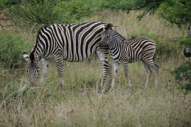 animal themes, eating, two animals, hyena, animal, animal wildlife, gorilla, grass, outdoors, safari, 4K, horse, no people, lion, land, nature, food, rhino
