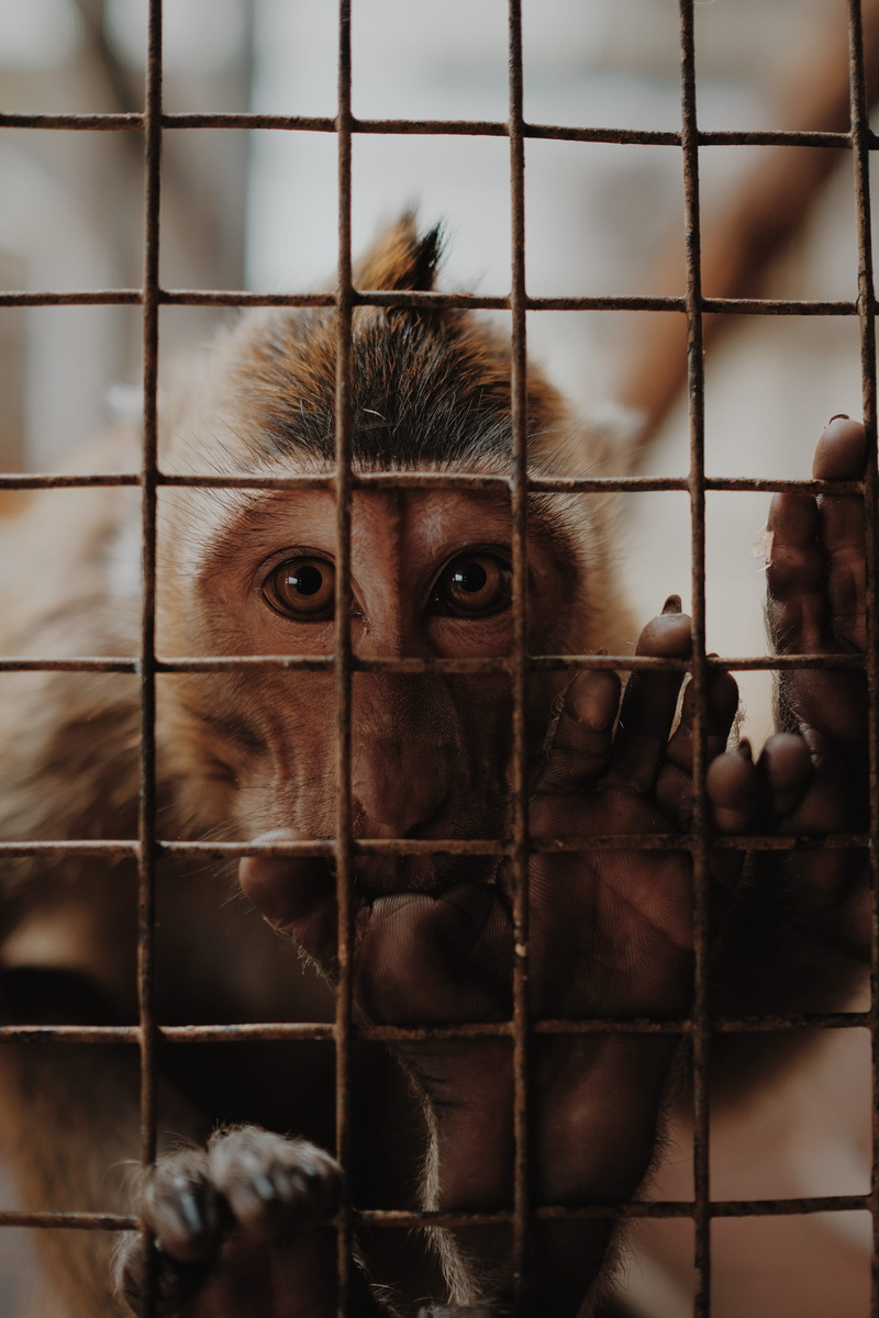 siamese, inside, mammal, close-up, vertebrate, lion, tiger, grid, wildlife, ape, fence, pets, 5K, pet, monkey, animal, looking at camera, animal wildlife