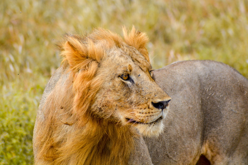 one animal, zebra, animal head, semi-arid, jaguar, lion, wildlife, lion - feline, peacock, big cat, undomesticated cat, outdoors, kenya, close, food, tsavo east national park kenya