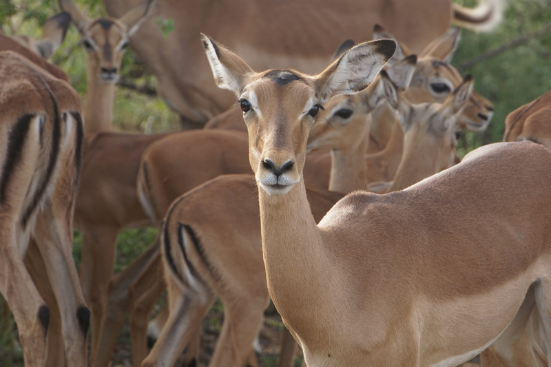 field, focus on foreground, fawn, animal, group of animals, zoo, cow, antelope, gazelle, vertebrate, giraffe, wildlife, domestic animals, young animal