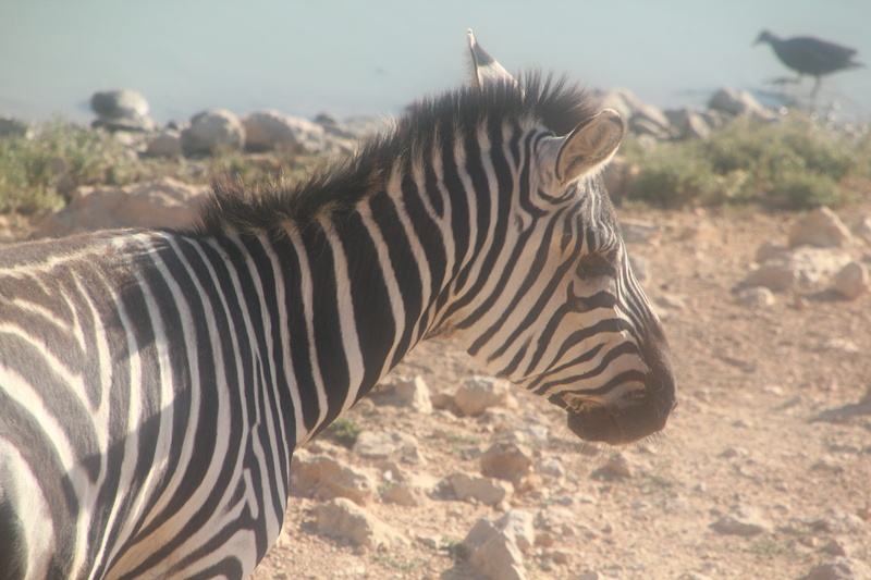 portrait, zebra, one animal, cartoon, standing, mammal, africa, zoo, sunlight, tourism, nature, stripes, design, pattern, love, safari, animal, park, striped