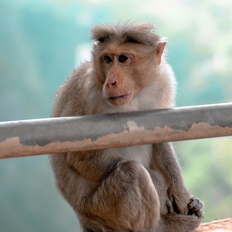 meerkat, railing, animal family, sitting, theme park, zoology, day, primate, mountain goat, vertebrate, ape, close-up, bird, lynx, baboon, looking, focus on foreground