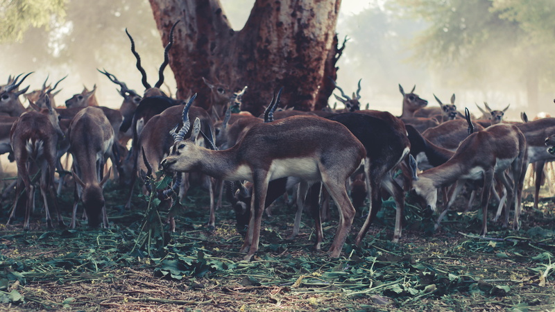 domestic animals, vertebrate, animal, deer, trunk, tree, buck, day, trees, animals in the wild, 5K, blur, animal themes, plant, land, large group of animals
