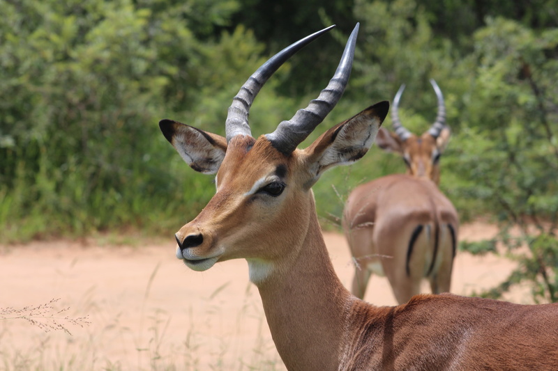 africa, mammal, animal themes, herbivorous, horn, wild, one animal, animal head, day, brown, outdoors, herbivore, vertebrate, horned, beautiful, natural