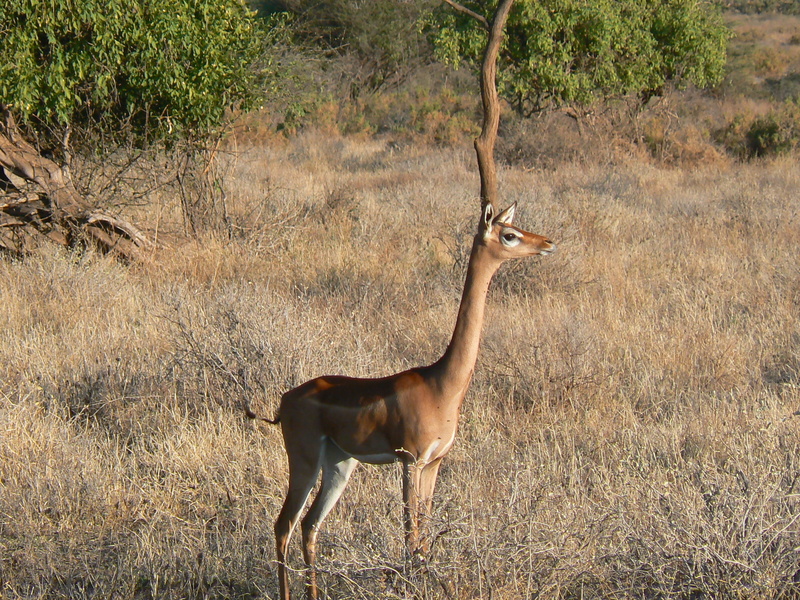 side view, safari Animals, national Park, wilderness Area, wildlife Reserve, field, botswana, kenya, nature, no people, brown, gazelle, domestic animals