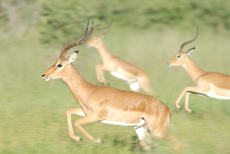 day, animal themes, animal wildlife, gazelle, herbivorous, side view, animals, vertebrate, waterfront, no people, brown, two animals, group of animals
