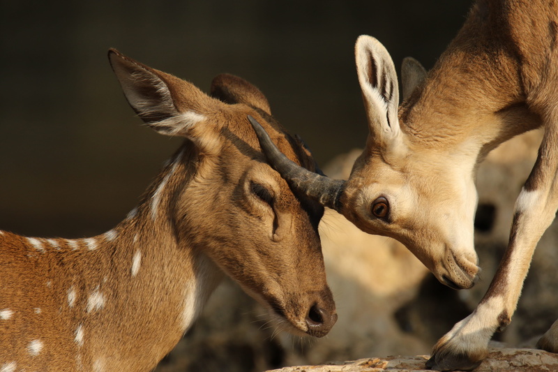 vertebrate, animal, group of animals, rubbing, land, two animals, herbivorous, domestic animals, affection, animal themes, focus on foreground, heads, mammal