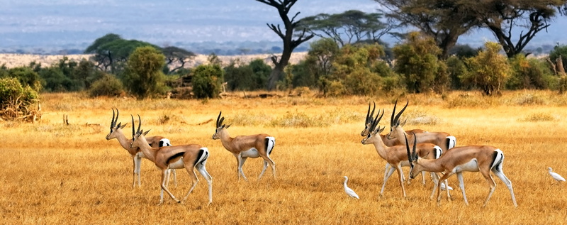 animals in the wild, Animals, vertebrate, gazelle, animal wildlife, field, plant, deer, beauty in nature, tree, animal themes, outdoors, antelope, mammal