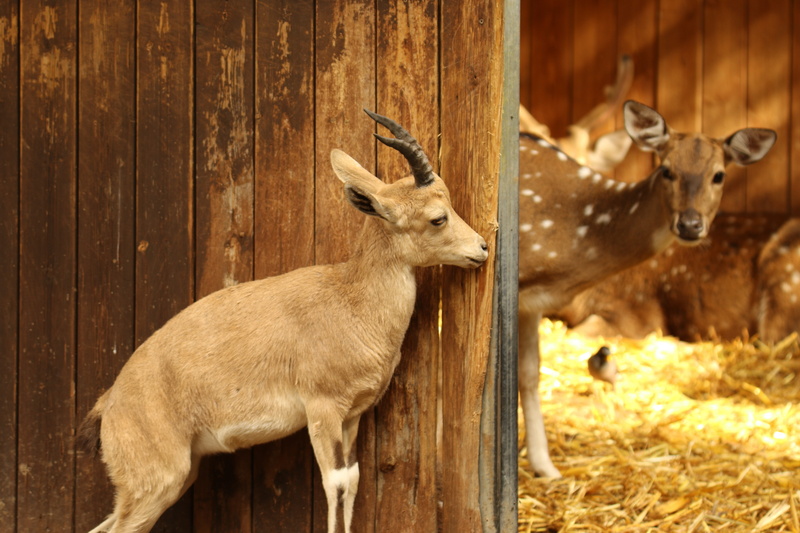 animal themes, brown, one animal, wood - material, mammal, dear, herbivorous, domestic animals, antler, nature, hay, looking, no people, farm, fawn, animal wildlife