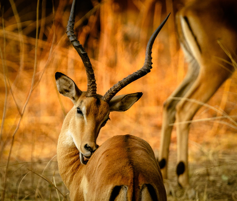 plant, savanna, 2K, one animal, wild animal, brown, photography, animal wildlife, outdoors, land, africa, animal, herbivorous, focus, animals in the wild