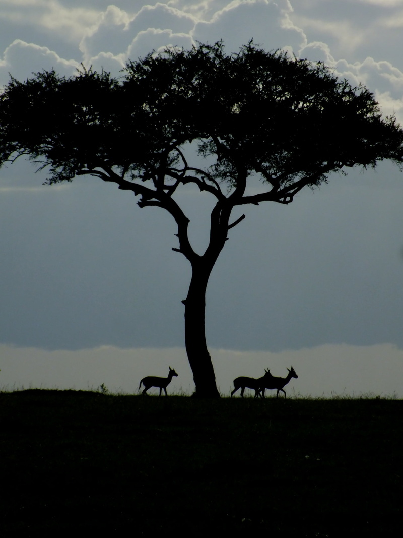 no people, sky, acacia, vertebrate, gazelle, cloud - sky, tree, domestic animals, outdoors, land, 2K, animal wildlife, silhouette, mammal, animal, animals in the wild