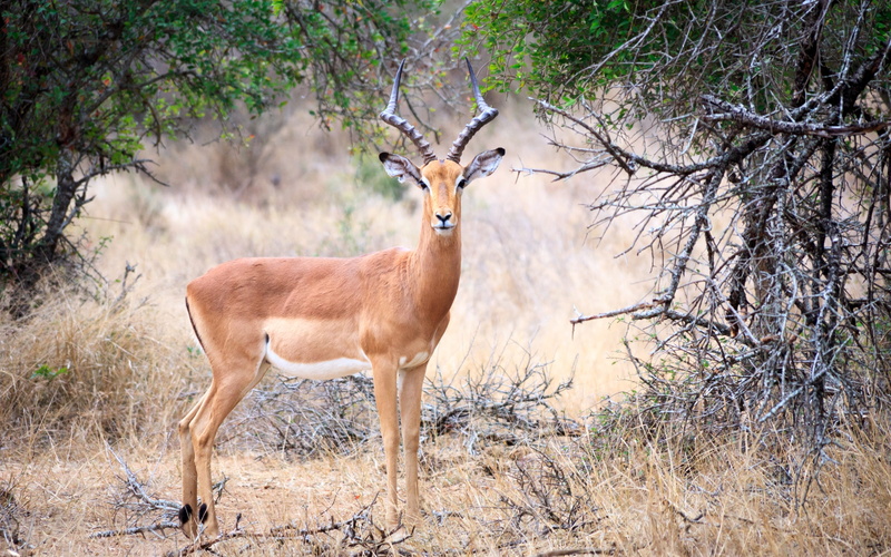 one animal, side view, gazelle, 2K, day, full length, animal, swaziland, bare, mammal, impala, land, plant, animal themes, beauty in nature, natural, standing