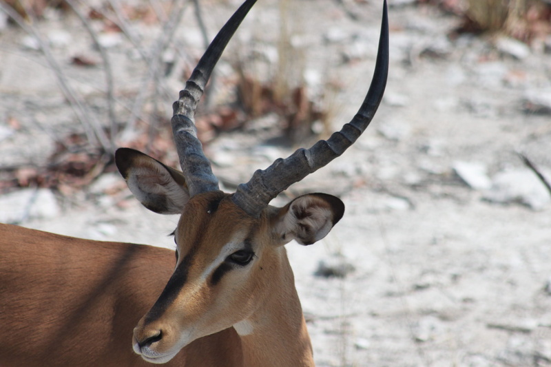 animal wildlife, close-up, mammal, impala, deer, focus, selective, 4K, brown, animals in the wild, animal body part, day, photo, outdoors, horns, gazelle