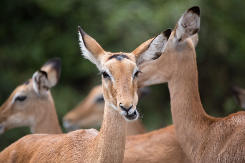 vertebrate, animal body part, close-up, day, doe, uganda, nature, domestic animals, brown, herbivorous, two animals, impala, deer, antilope, no people