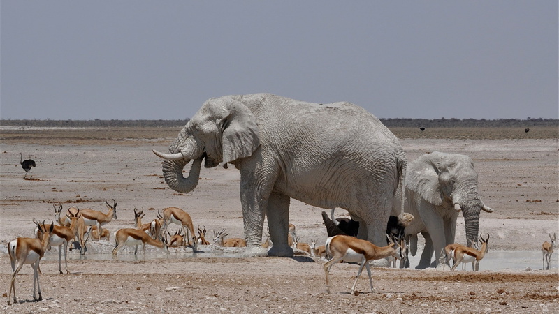 nature animals landscape wildlife africa elephants water gazelle ostriches steppe horizon clear sky, 1080P