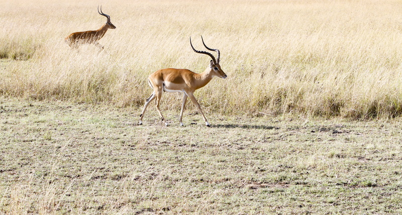 gazelle, deers, nature, animal, mammal, housing, ground, grass, building, impala, brown, vertebrate, one animal, outdoors, antelope, full length, animal wildlife