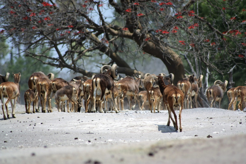 group of animals, domestic, wildlife, brown, tree, animal themes, 4K, animal, animals in the wild, wilderness, african, oryx, herd, deer, field, vertebrate