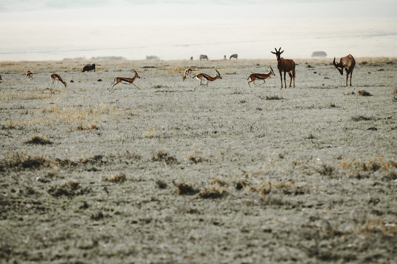 impala, crowd, gazelle, deer, vertebrate, bird, green, herd, sand, animal, 5K, animals in the wild, ground, land, horse, wildlife, herbivorous, group of animals