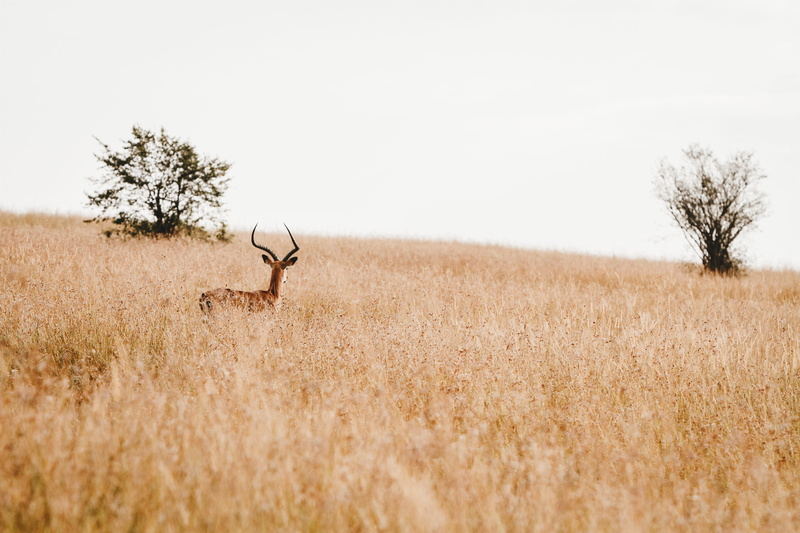 cattle, symbol, mammal, plant, semi-arid, savanna, animals in the wild, elk, scenics - nature, cheetah, outdoors, deer, wildlife, field, one animal, antelope