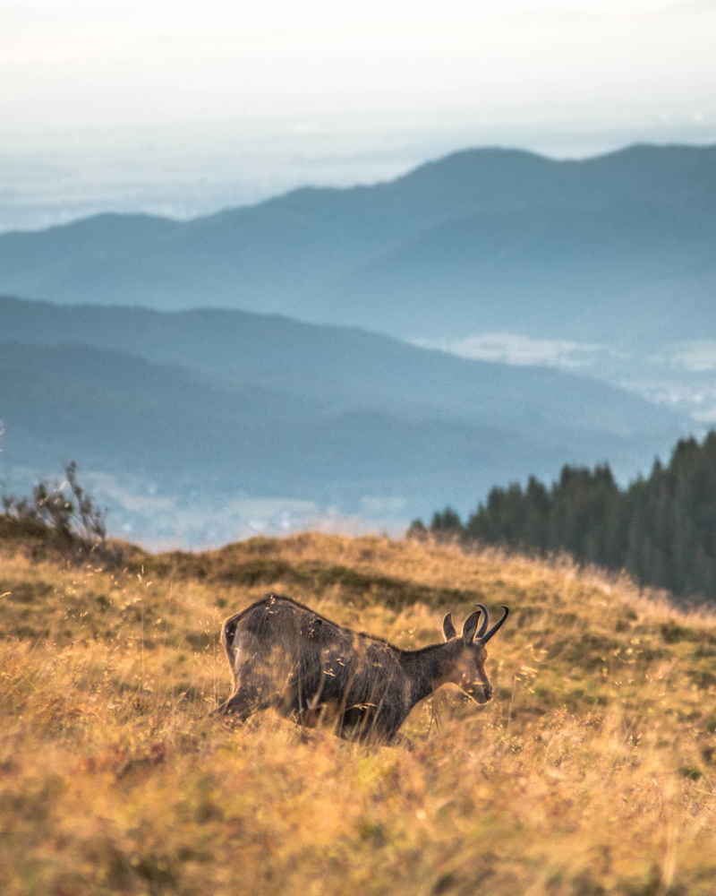 non-urban scene, mountain, nature, vertebrate, savanna, daytime, one animal, housing, animal, elk, bush, 2K, deer, field, landscape, no people, environment