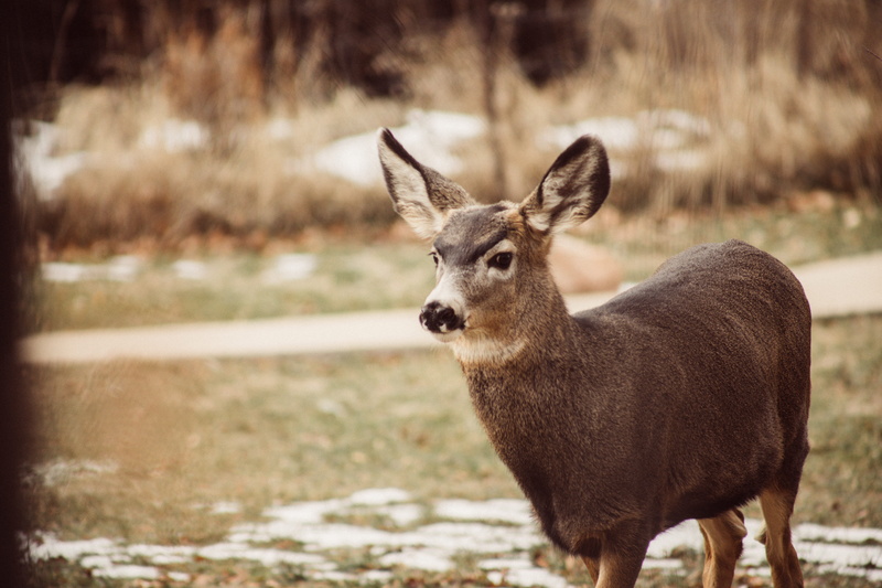 focus on foreground, wolf, mouth, geranium, fawn, wildlife, 5K, day, photography, college, field, antler, ground, crow, one animal, elk, animals in the wild
