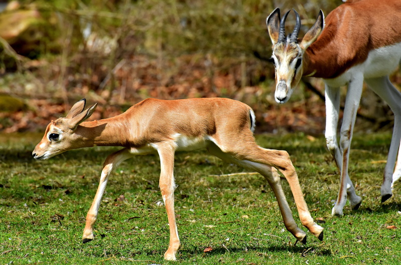 animal, mammal, plant, deer, animal wildlife, horns, domestic animals, grass, walking, springbok, field, vertebrate, animals in the wild, pair, 5K, group of animals