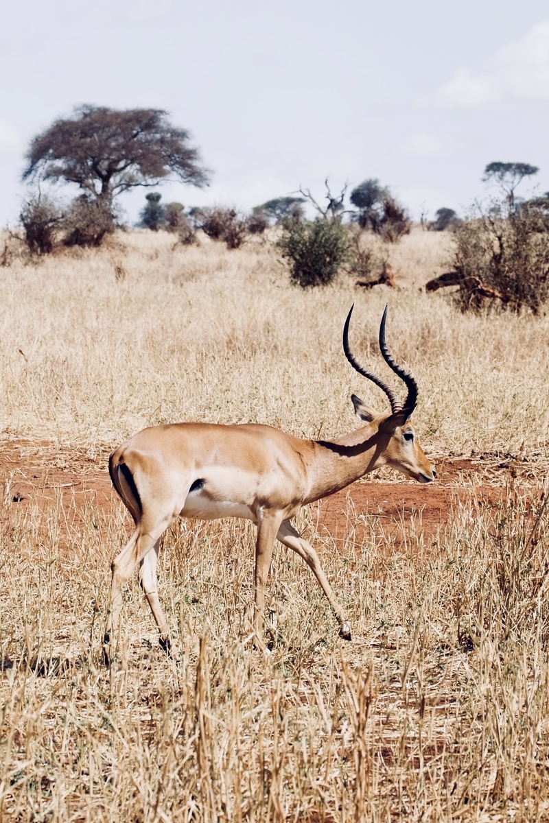 herbivorous, oak, outdoors, flora, plant, deer, animal, savanna, animal themes, field, domestic animals, gazelle, nature, tree, tanzania, day, animal wildlife