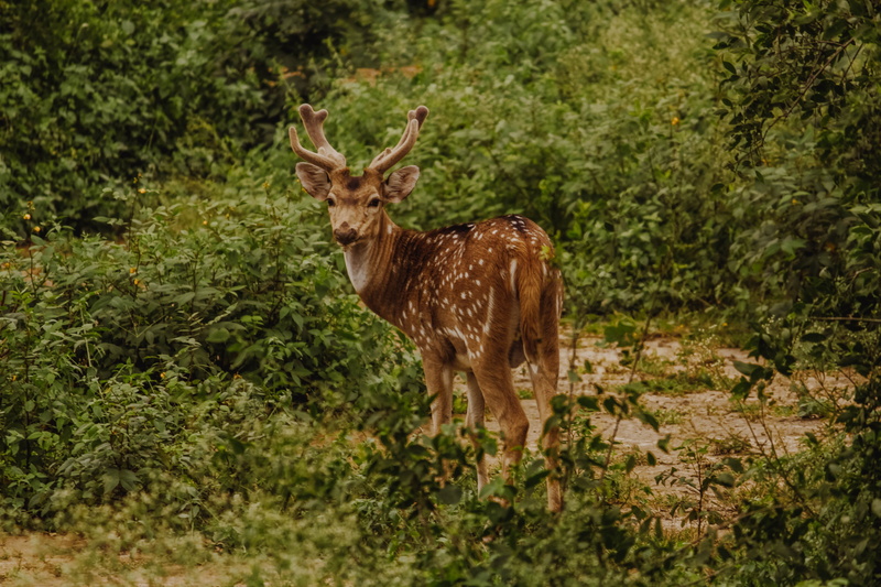 antelope, india, herbivorous, safari, animal wildlife, deer, vertebrate, no people, leaf, plant, keoladeo national park, outdoors, nature, one animal, leaves