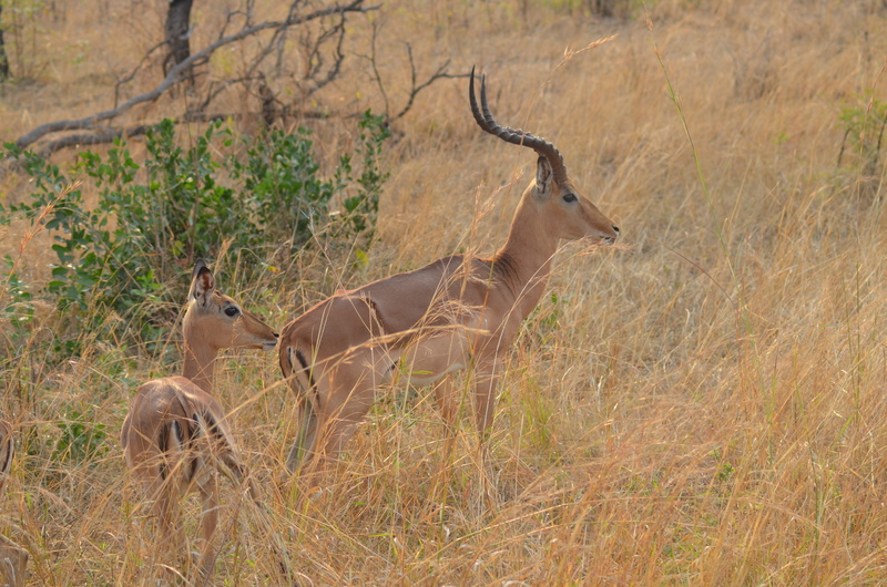 horned, domestic animals, wilderness, nature, national park, steppe, animal, vertebrate, eat, animal themes, tree, plant, horns, gazelle, grass, animal world