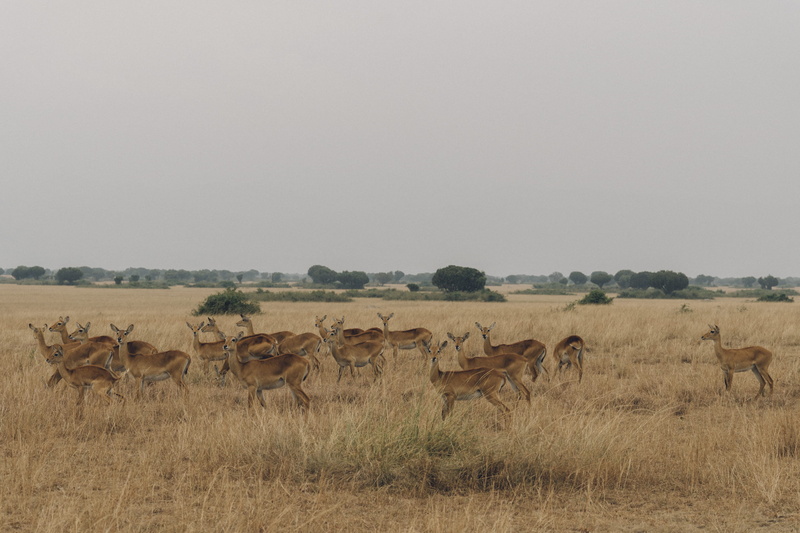 land, desert, wilderness, day, gazelle, sky, 2K, symbol, animal wildlife, vertebrate, outdoors, impala, group, deer, brown, large group of animals, herd