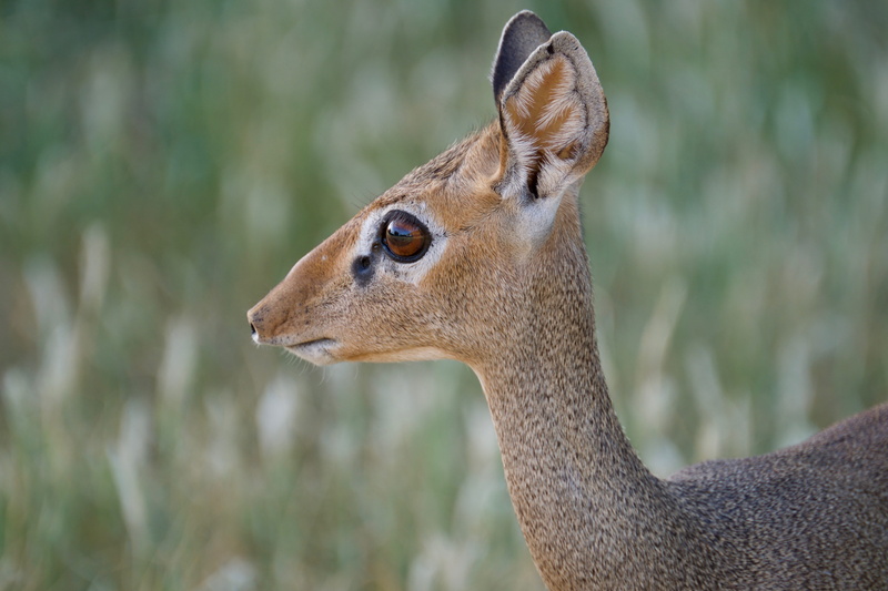 dik dik, nature, animal themes, mammal, east african antelope, portrait, elk, amphibian, antler, profile view, brown, looking away, side view, animal, geranium