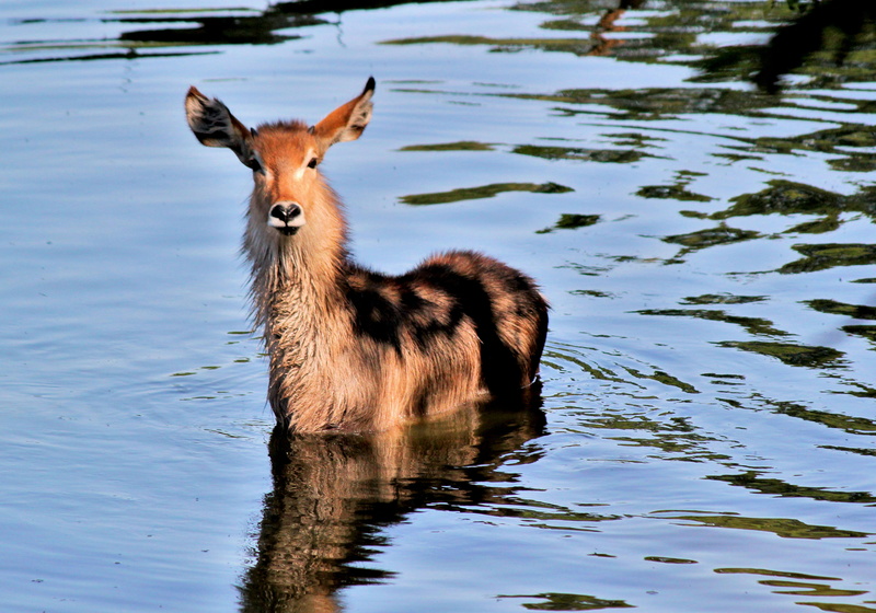 gazelle, kangaroo, czech republic, nature, impala, bath, domestic animals, looking at camera, vertebrate, antelope, animals in the wild, wallaby, one animal
