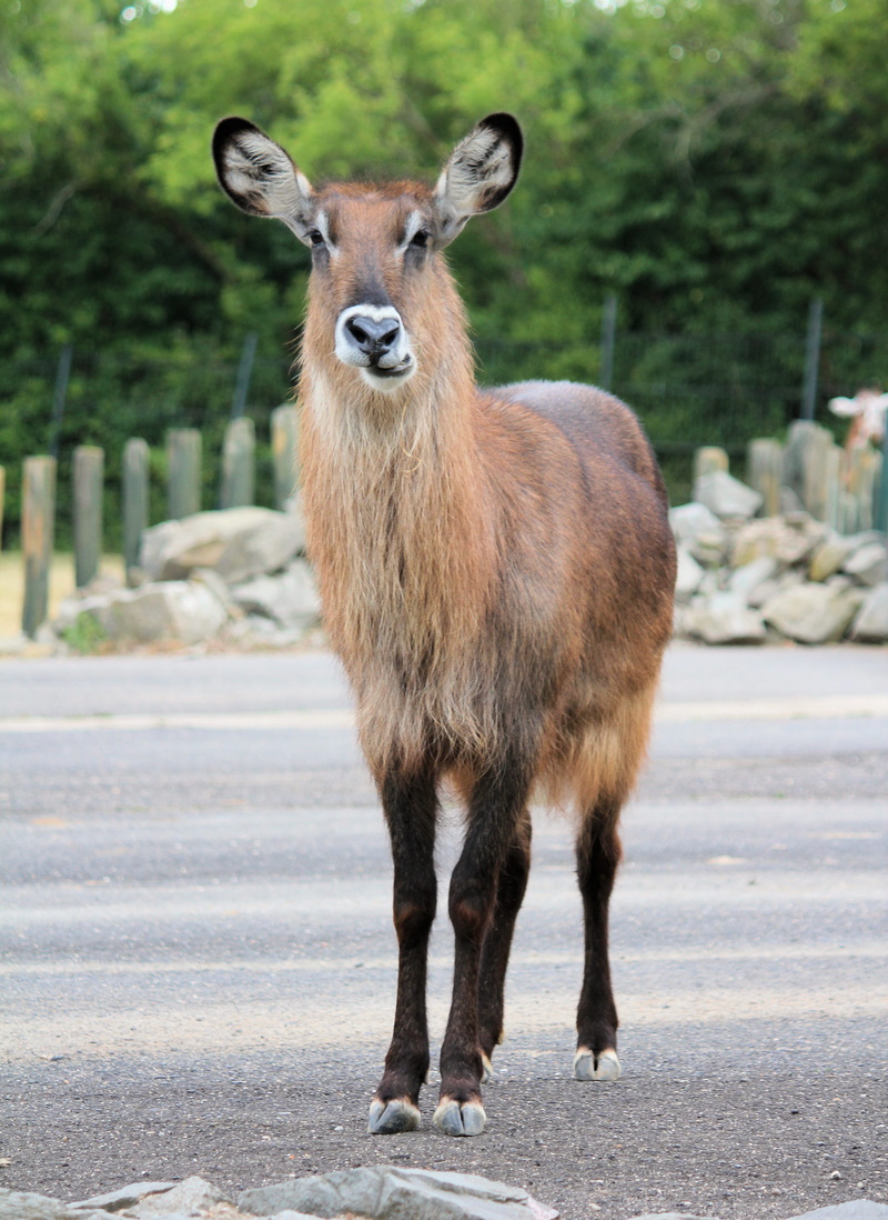 female, alpaca, impala, full length, deer, portrait, zoo, vertebrate, tree stump, waterbuck, czech republic, animals in the wild, animal wildlife, transportation