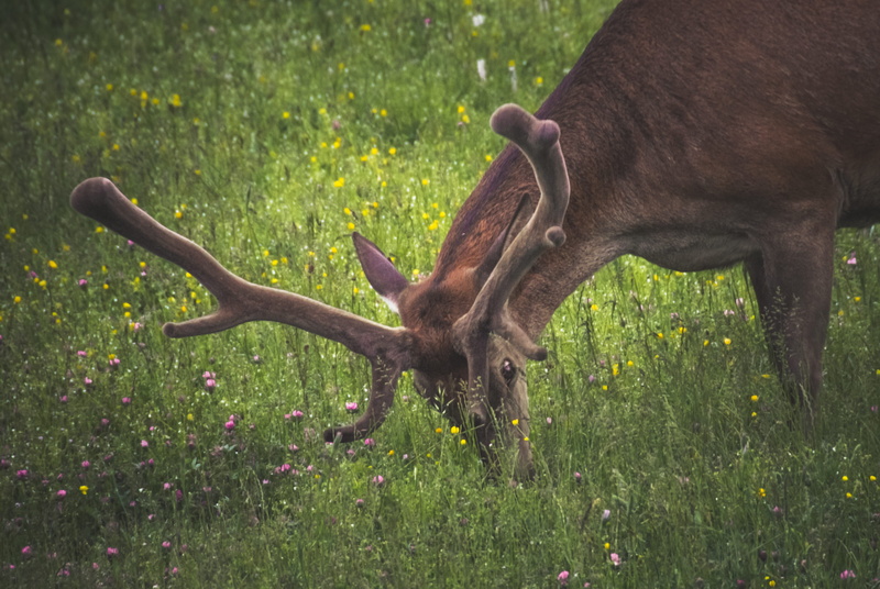 land, animals in the wild, doe, antler, herbivorous, ruminant, domestic animals, fur, wood, giraffe, mammal, horned, nature, animal themes, drawing, buck