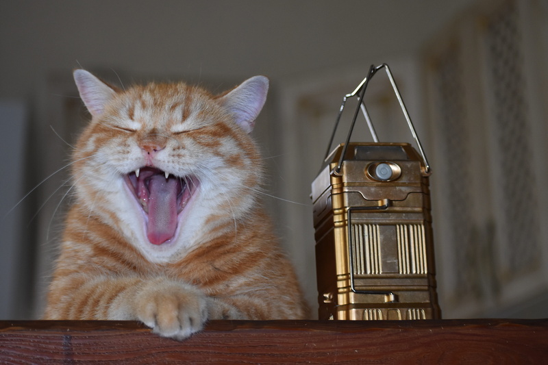 close-up, cute, indoors, darling, cat, feline, work, yawns, vertebrate, home, whisker, domestic cat, facial expression, 5K, pet, animal, portrait, tired