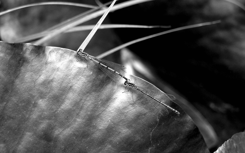 men, selective focus, industry, Surface, tunnel, Light, Insects, coordination, adult, high angle view, Black white, challenge, built structure, day, close-up