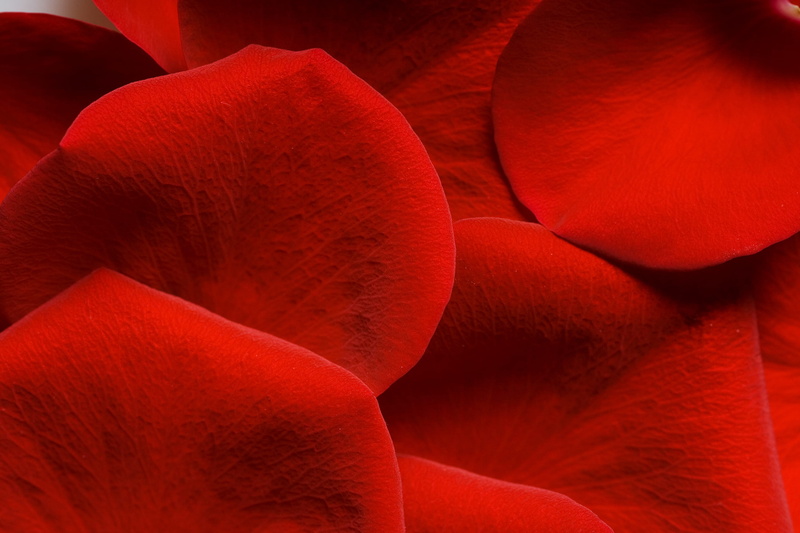 fruit, flower, extreme close-up, food and drink, magnification, red, nature, rose, backgrounds, abstract, 2K, pattern, petals, food, organic, group, petal