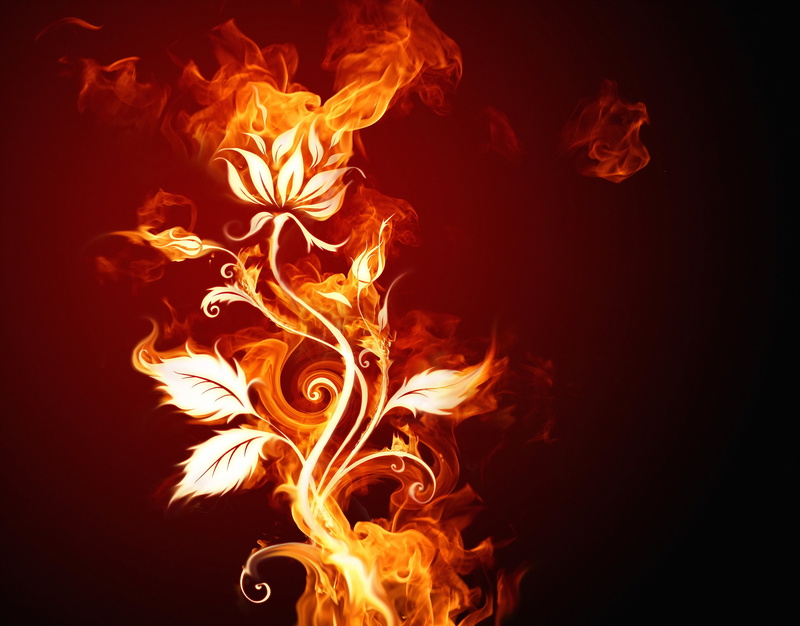 flower, black Color, close-up, no people, abstract, rose, cut out, orange Color, backgrounds, inferno, burning, nature, studio shot, fire, dark, bonfire