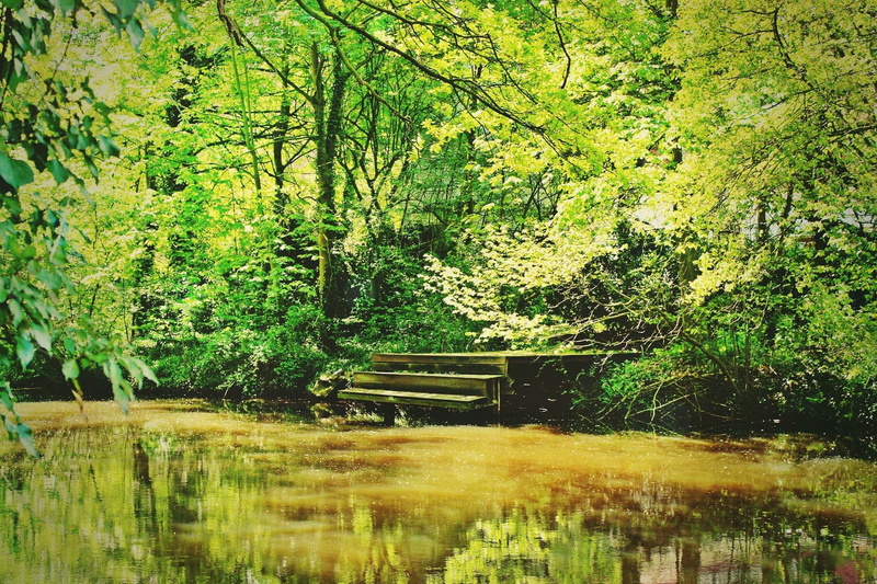 boardwalk, reflection, waterfront, scenic, flow, relaxation, atmospheric, land, spring, jetty, woodland, web, switch off, rest, relax, footbridge, idyllic