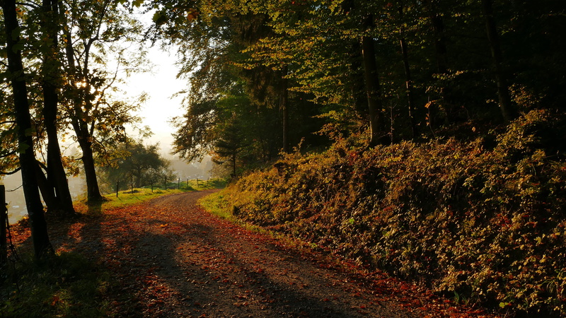 recovery, tree, rest, leaves, nature, trees, treelined, direction, land, light, landscape, autumn, diminishing perspective, away, scenics - nature, no people
