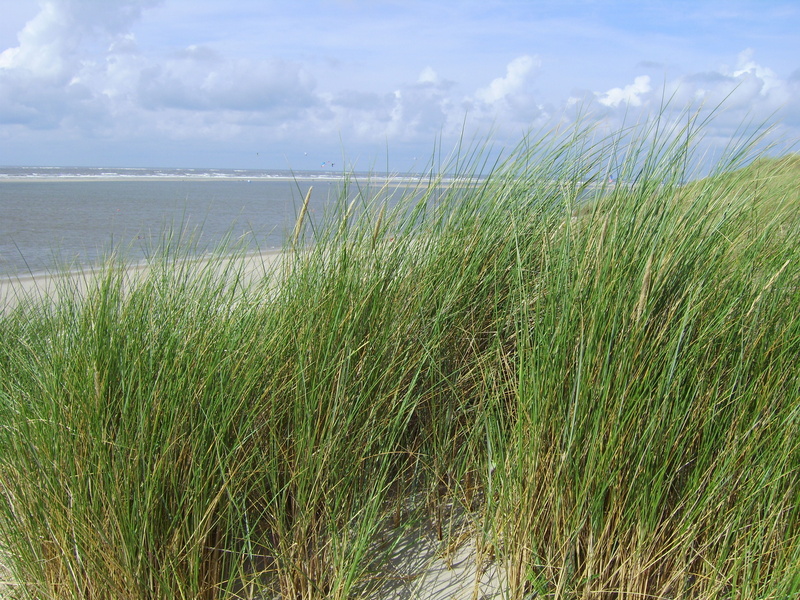 beach chair, outdoors, mudflat hiking, langeoog, green color, sky, coast, holidays, land, water, recovery, scenics - nature, no people, grass, horizon over water