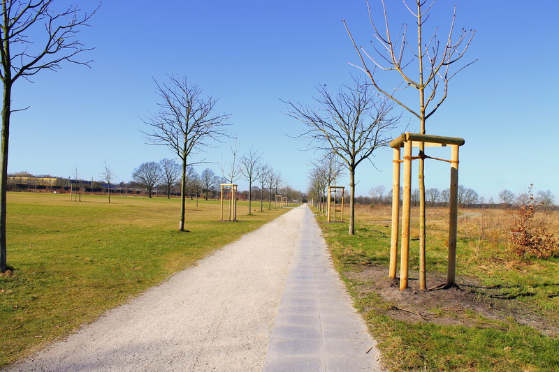 in the green, row of trees, plant, no people, transportation, tranquil scene, 2K, bare tree, grass, the way forward, footpath, tranquility, landscape