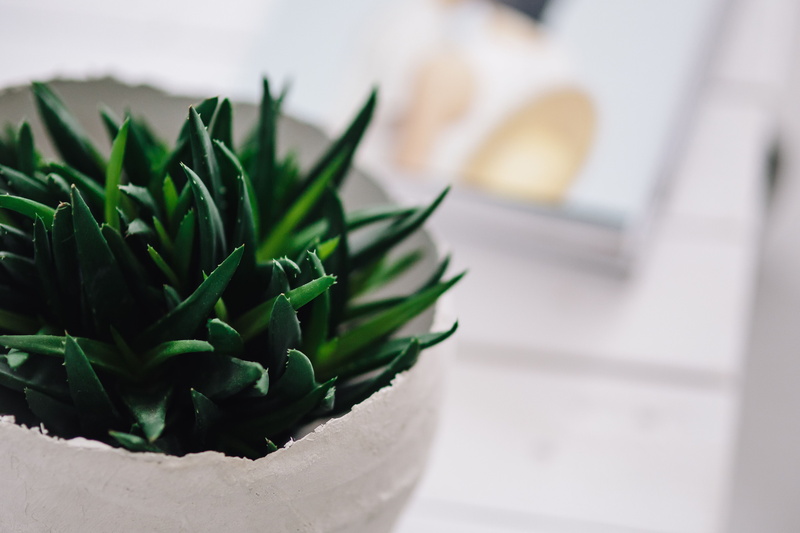 freshness, decoration, potted plant, cold temperature, wellbeing, green, still life, Green plant, nature, journal, magazines, plant part, luxury, green color