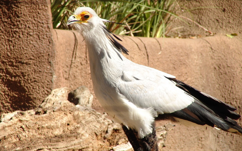 zoology, one animal, white, field, animal wildlife, white color, animal head, 1080P, rocks, outdoors, secretary bird, looking, close-up, animal themes