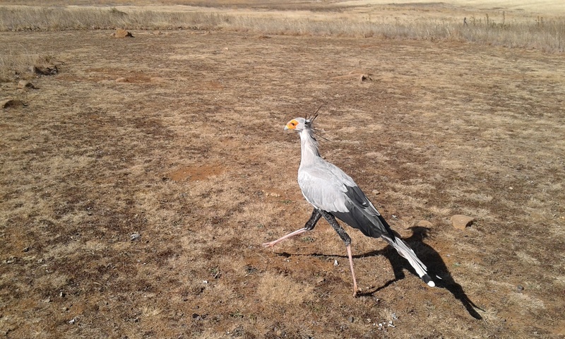zoology, wings, no people, beauty in nature, secretary bird, land, animal wildlife, animal themes, animal, 2K, day, high angle view, life, perching, outdoors