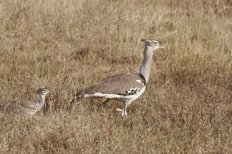 secretary bird, safari, no people, mother, gosling, day, tourism, tanzania, serengeti, grass, side view, vertebrate, chick, group of animals, field, animal themes